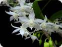 Dendrobium hercoglossum alba